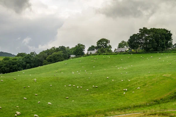 Granja en Escocia — Foto de Stock