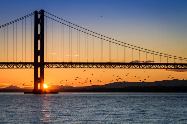 Oiseaux volant au coucher du soleil sous le pont en Écosse — Photo