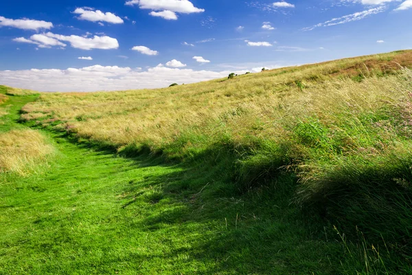 Green footpath in meadow in summer — Stock Photo, Image