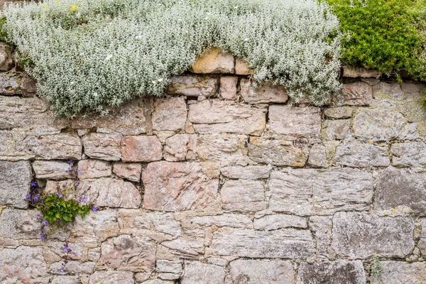 古い中世の壁の植物で覆われています。 — ストック写真