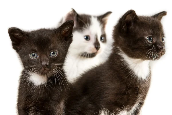 Boom kittens in witte tapijt — Stockfoto