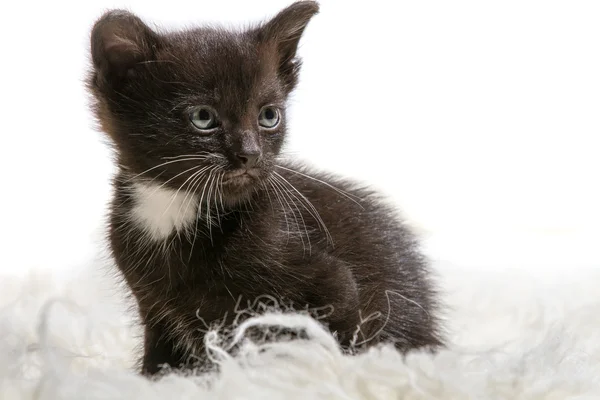 Primer plano pequeño gatito aislado sentado en blanco alfombra —  Fotos de Stock