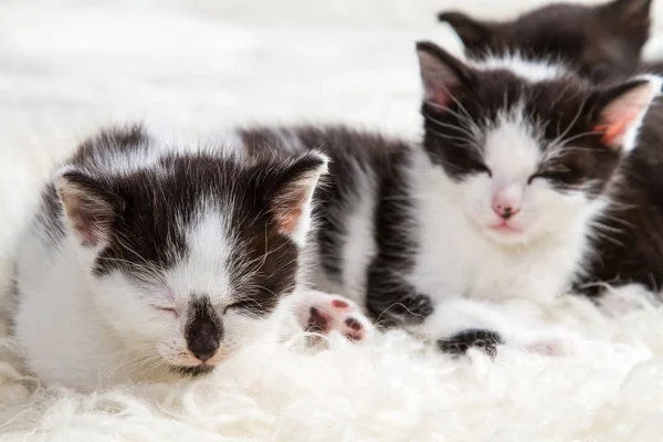 Closeup slapen kleine katjes op witte tapijt — Stockfoto