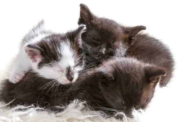 白いじゅうたんに子猫を眠っているクローズ アップ — ストック写真