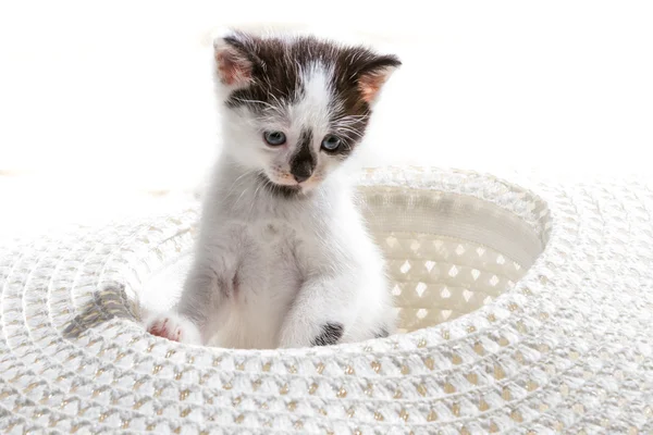 Gatito sentado en un sombrero blanco —  Fotos de Stock