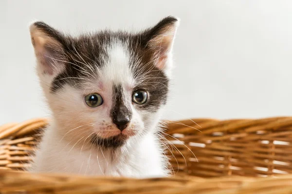 Kleine kitten zitten in de mand — Stockfoto