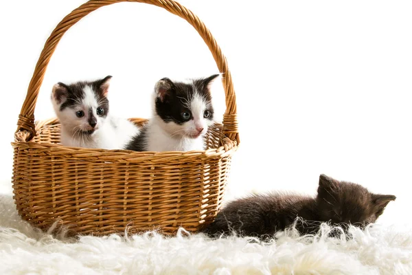 Kätzchen sitzen in einem Korb auf weißem Hintergrund — Stockfoto