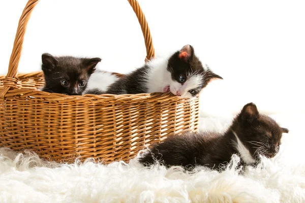 Ül a kosárban, a feher szőnyeg kis cica — Stock Fotó