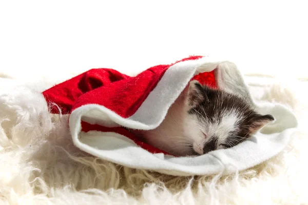 Small kitten as a Christmas present — Stock Photo, Image