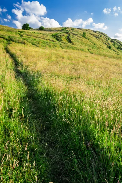 Green footpath in the meadow in summer — Stock Photo, Image
