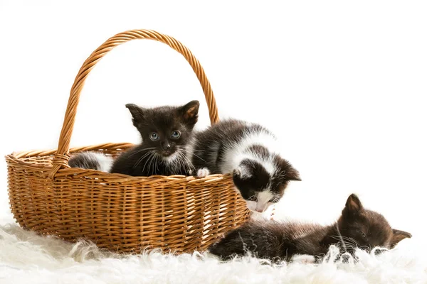 Kätzchen sitzen in einem Korb auf weißem Teppich — Stockfoto