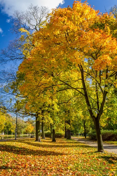 Gele boom in de herfst park — Stockfoto