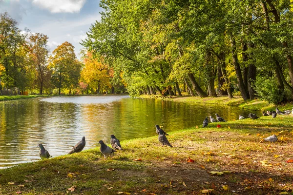 Manada de pombos no rio de outono no parque — Fotografia de Stock