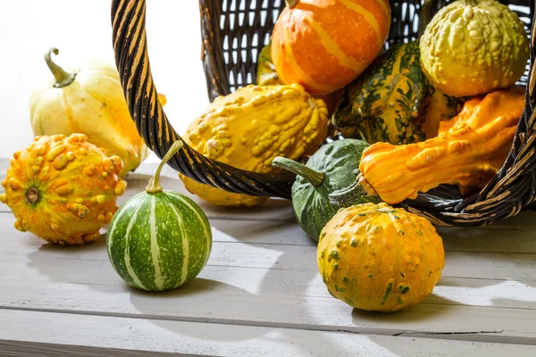 Kleurrijke pompoenen op een oude rieten mand — Stockfoto