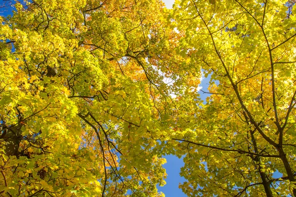 Hojas de otoño y cielo azul —  Fotos de Stock