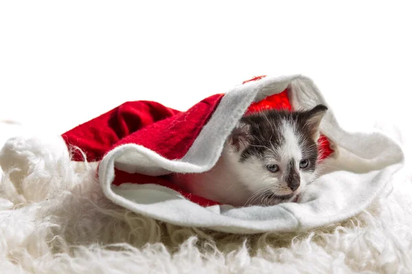 Kätzchen mit Weihnachtsmann-Hut auf weißem Teppich — Stockfoto