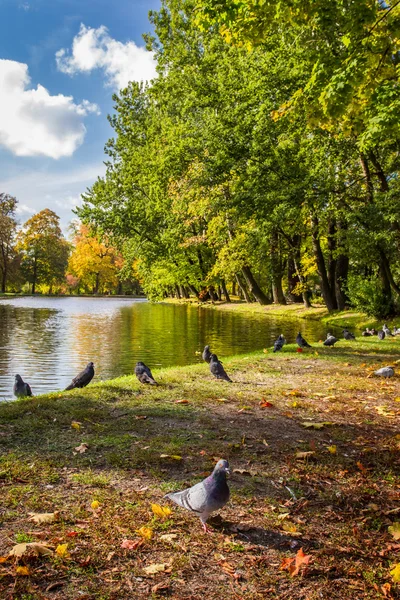 Pombos no rio no parque de outono — Fotografia de Stock