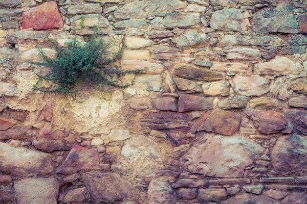 植物の背景を持つ固体黄色の石 — ストック写真