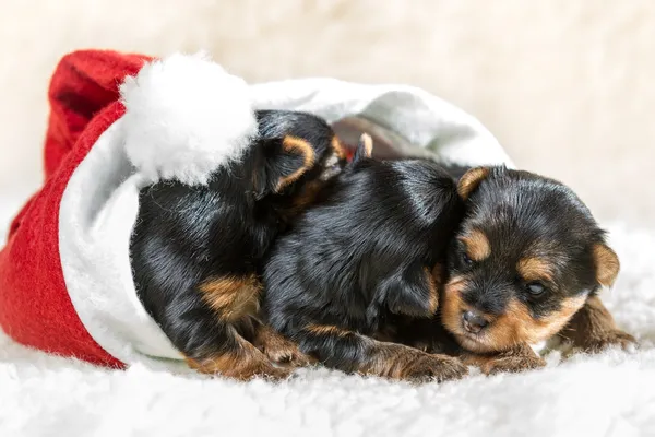 Три маленьких щенка в шляпе Санта-Клауса — стоковое фото