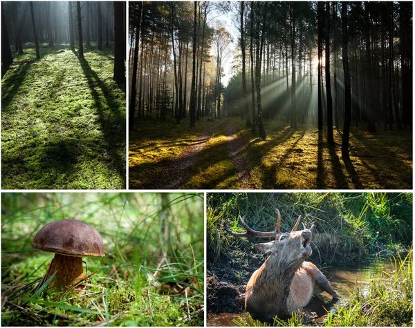 Wild flora and fauna in the forest — Stock Photo, Image