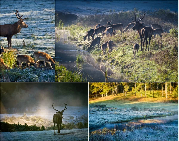 Cerfs sauvages dans la forêt d'automne — Photo