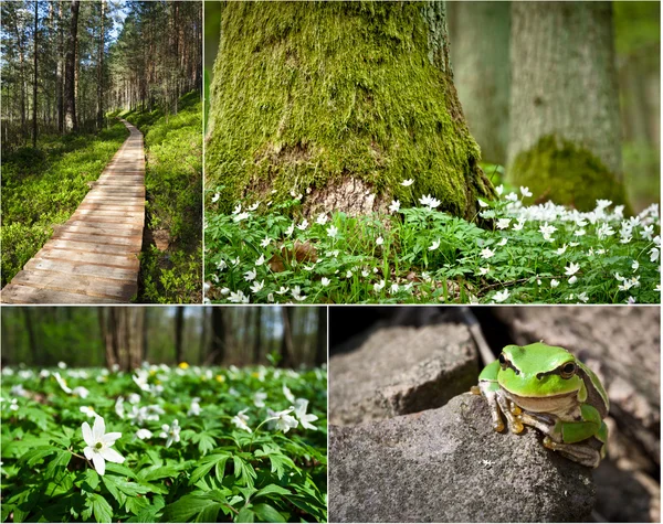 Wildlife in the nature at spring — Stock Photo, Image