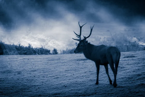 Cerf avec troupeau rugissant sur la prairie au clair de lune — Photo