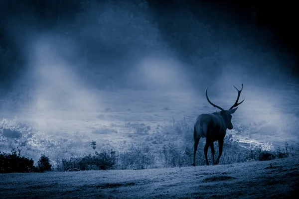 Jeleń z stada ryk na łące w świetle księżyca — Zdjęcie stockowe