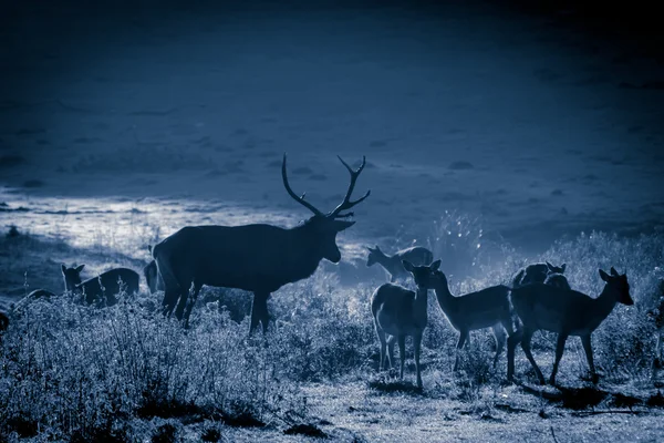 Herten met kudde brullende op de weide bij maanlicht — Stockfoto