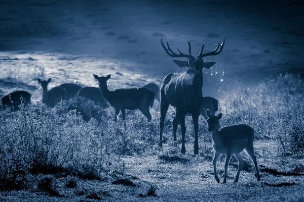 Cerf avec troupeau rugissant sur la prairie au clair de lune — Photo