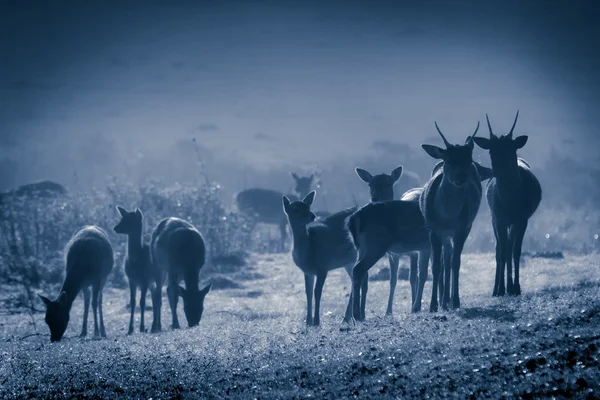 Rehe auf gefrorener Wiese bei Mondschein — Stockfoto