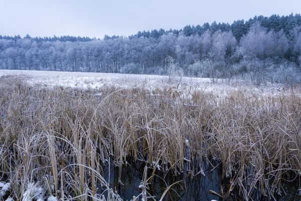 Cañas congeladas en el lago en invierno —  Fotos de Stock