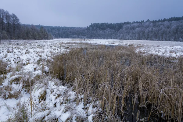 Bevroren moeras bedekt met sneeuw in de winter — Stockfoto