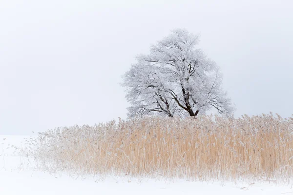 Einsamer Baum auf dem schneebedeckten See — Stockfoto