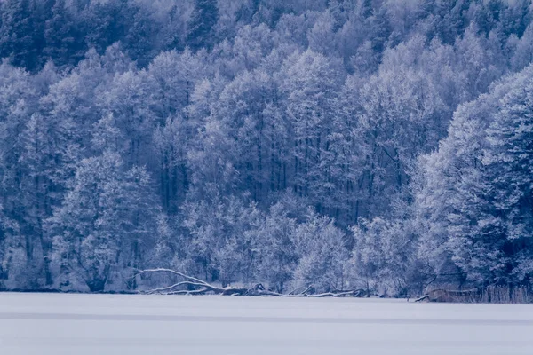 Forêt gelée au bord du lac en hiver — Photo