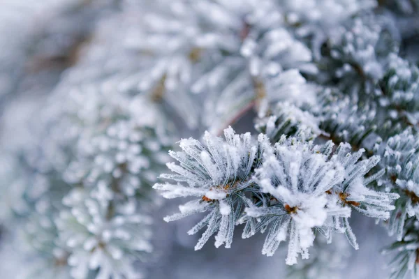 Closeup of frozen coniferous branches — Stock Photo, Image
