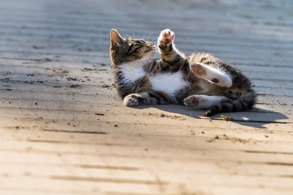 Small kitten in countryside — Stock Photo, Image