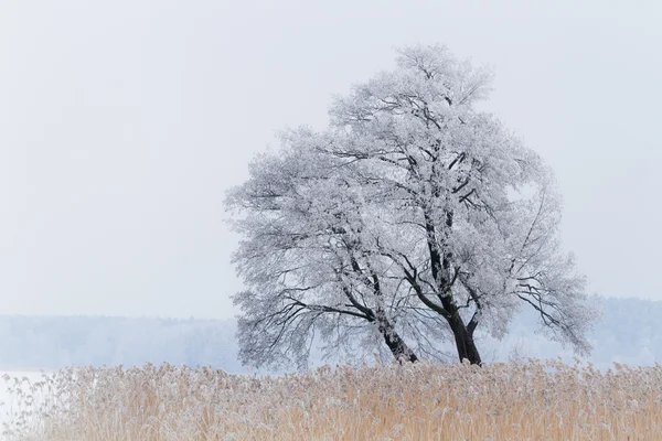 Un árbol en el lago cubierto de nieve — Foto de Stock