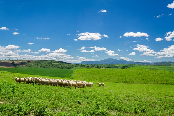 Manada de ovejas en el campo de tugurios, Italia — Foto de Stock