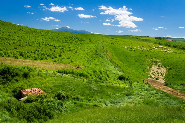 Ovce pastvy ve zvlněné krajině Toskánska — Stock fotografie