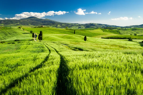 Belle vue sur la vallée en Toscane — Photo