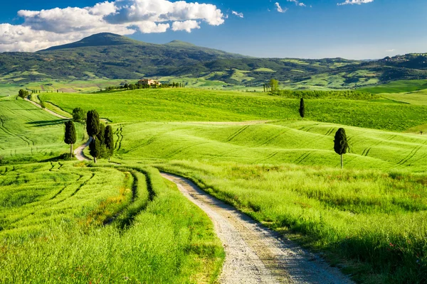 Prachtig uitzicht van het pad tussen de velden in Toscane — Stockfoto