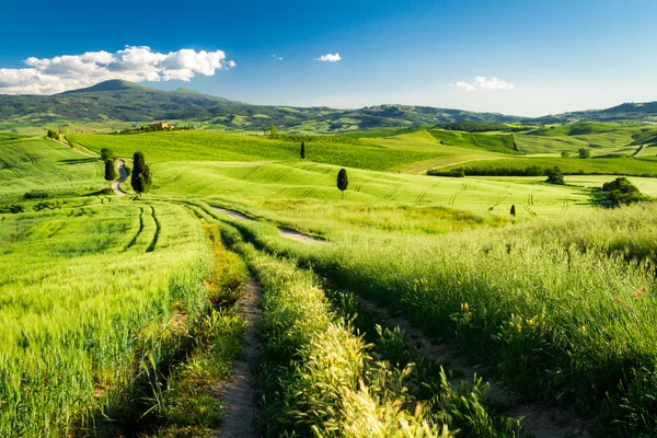 Landweg in der Toskana — Stockfoto
