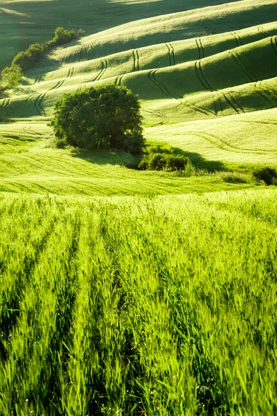 Zelená pole, rozkládající se údolí v Toskánsku — Stock fotografie