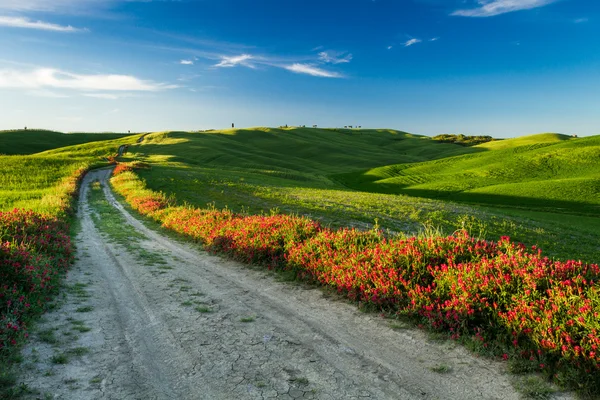 Beautiful view of green fields and meadows at sunset in Tuscany — Stock Photo, Image