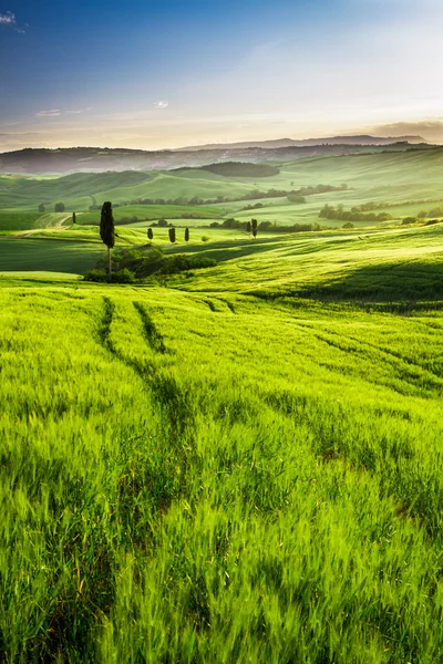 Złote i zielone pola w dolinie o zachodzie słońca, Toskania — Zdjęcie stockowe