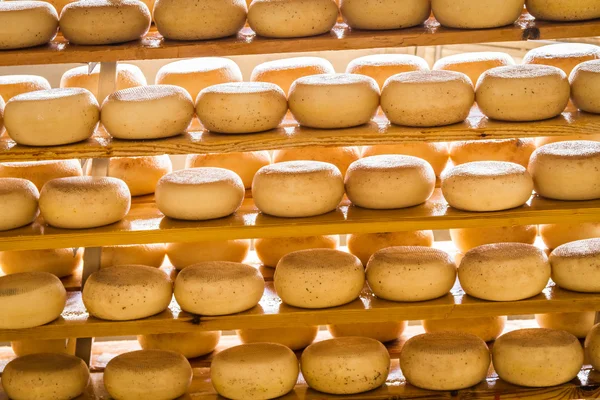 Aged sheep cheese on the shelves — Stock Photo, Image