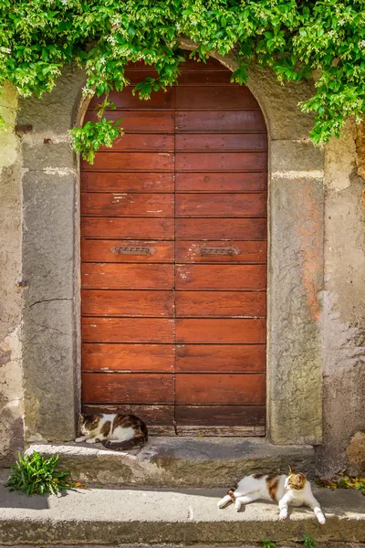 Two cats basking in the sun at the door