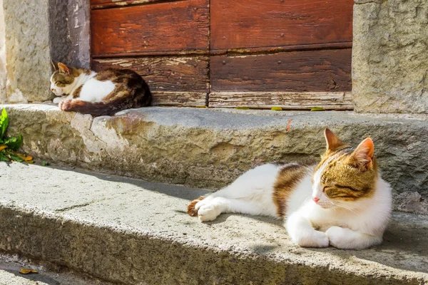 Two cats basking in the sun on the porch — Stock Photo, Image