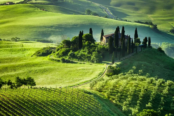 Splendida alba sulla valle di uliveti e viti — Foto Stock